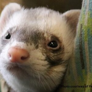 The Domestic Ferret
