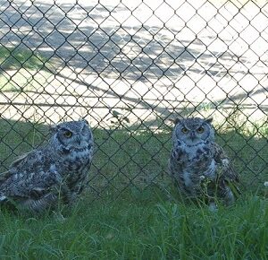 The Great Horned Owl (Adopt-a-Critter)