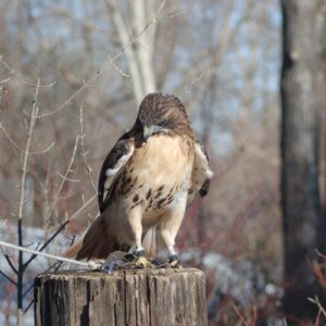 The Red-Tailed Hawk (Adopt-a-Critter)