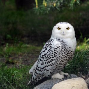 The Snowy Owl (Adopt-a-Critter)